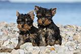 YORKSHIRE TERRIER 360